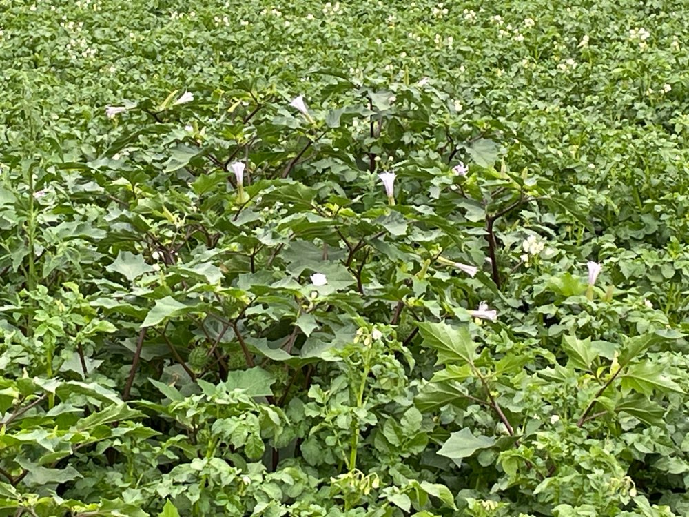 Giftköder-Stechapfel im Kartoffelfeld-Profilbild