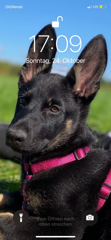 Hundetreffen-Welpen Treffen 😁-Profilbild