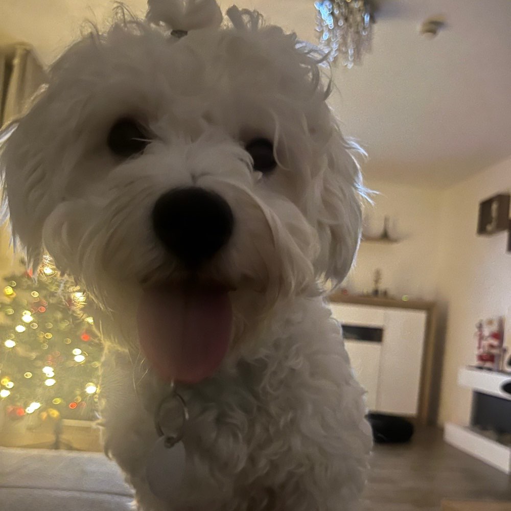 Hundetreffen-Hundespaziergang in Bad Godesberg-Profilbild