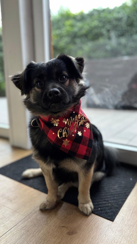 Hundetreffen-Suchen Lauf & Spielfreunde für unseren Cimo-Profilbild