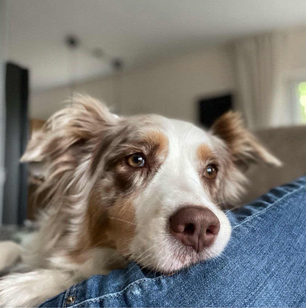 Hundetreffen-Hundefreunde gesucht-Profilbild