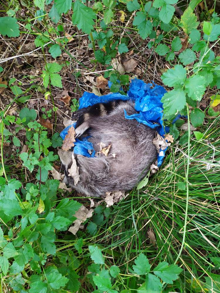 Giftköder-Toter Waschbär-Profilbild