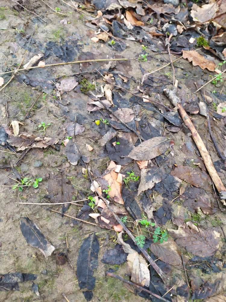 Giftköder-Undefinierbare Futterstückchen-Profilbild