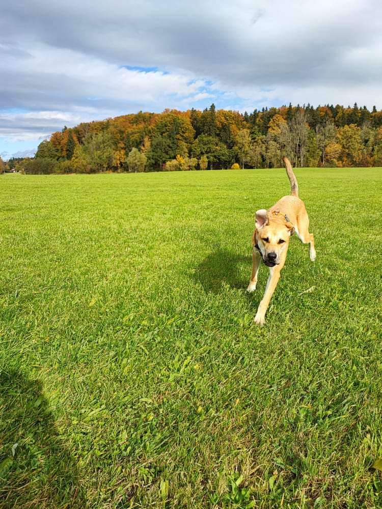 Hundetreffen-Trainingspartner für Hundebegegnungen und gemeinsame Spaziergänge-Profilbild