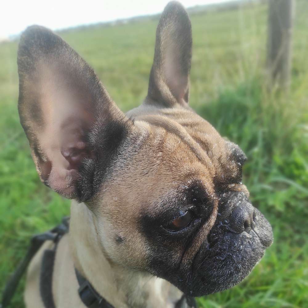 Hundetreffen-Frenchie's in der Wesermarsch-Profilbild