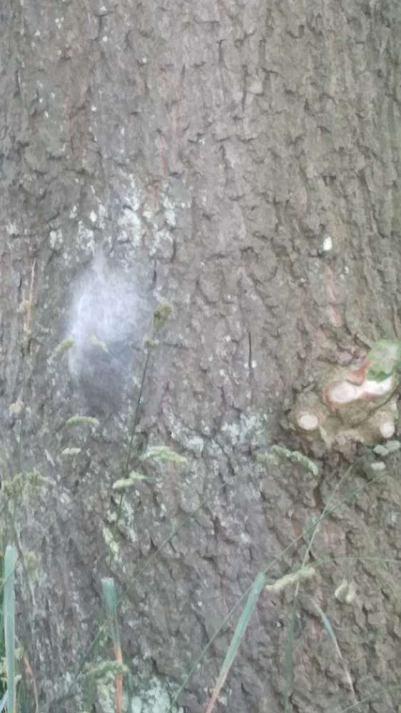 Giftköder-Eichenprozessionsspinner-Profilbild