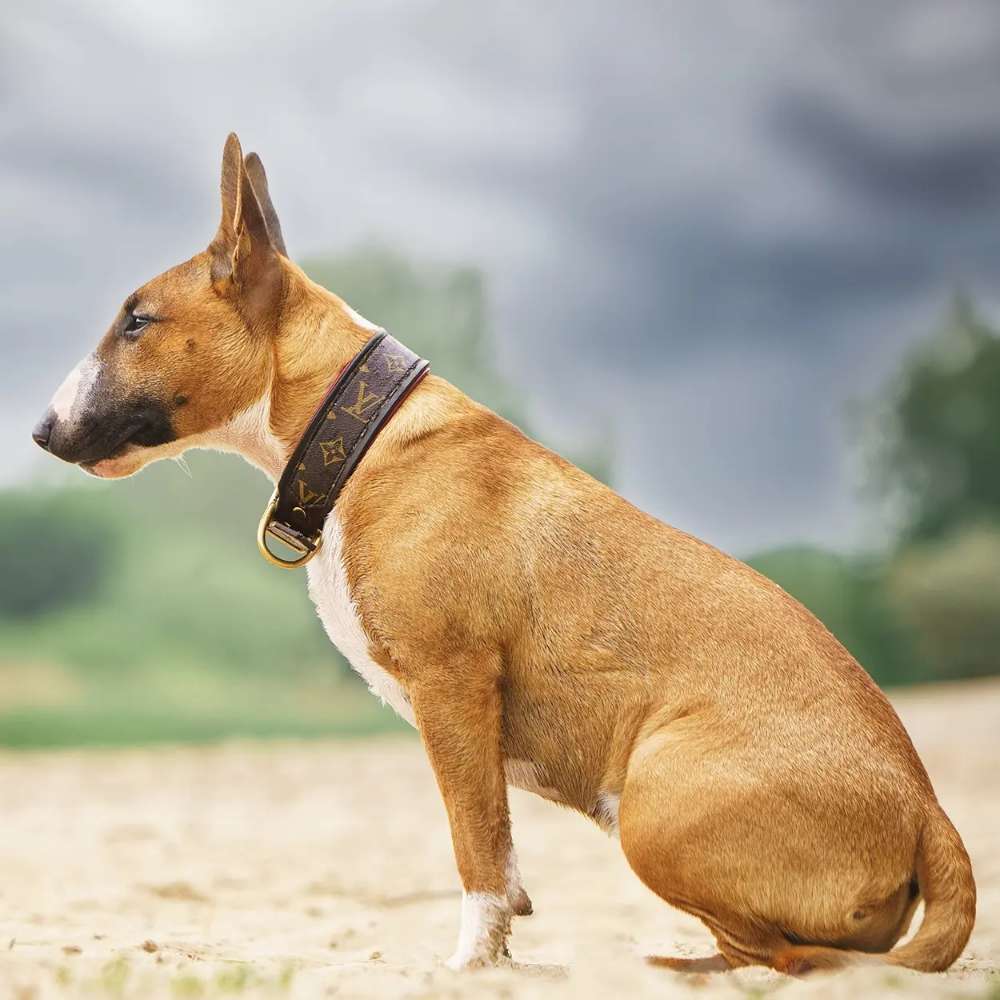 Hundetreffen-Training &/o. Social Walk-Profilbild