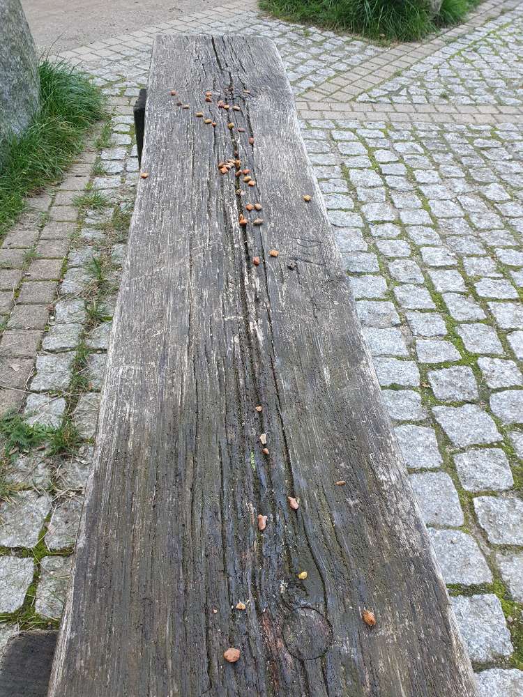 Giftköder-Möglicher Giftköder-Profilbild