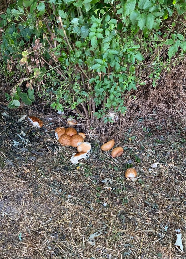 Giftköder-Brötchen liegen im Gebüsch-Profilbild