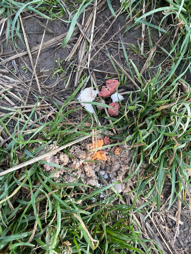 Giftköder-Giftköder im Hundefutter-Profilbild