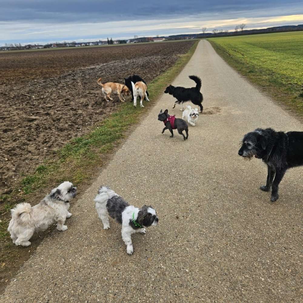 Hundetreffen-Hundegruppe Ingolstadt und Umgebung-Profilbild