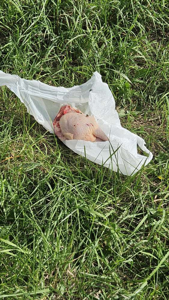 Giftköder-Möglicher Giftköder (Schnitzel)-Profilbild