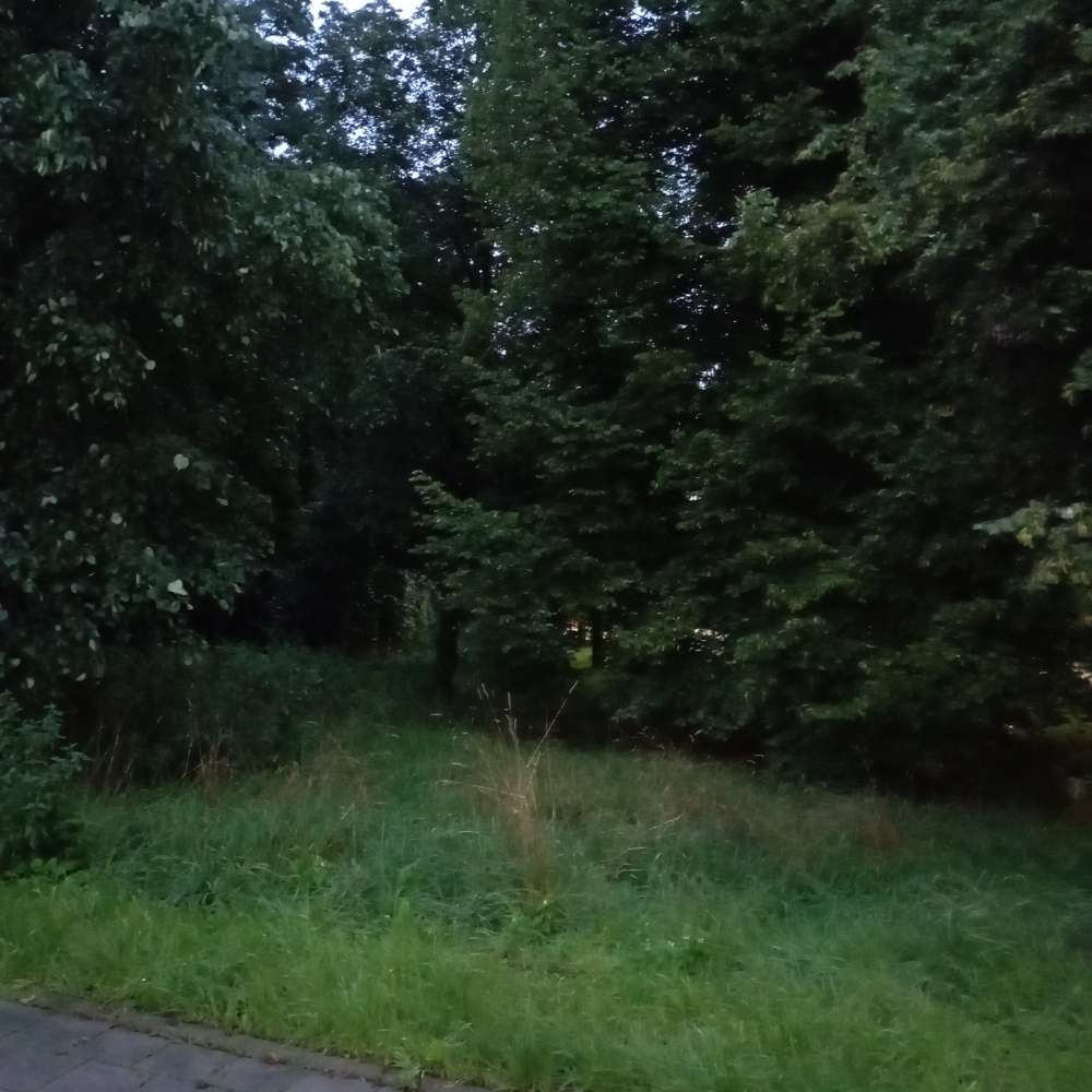 Giftköder-Fleischstück in der Grünfläche-Profilbild