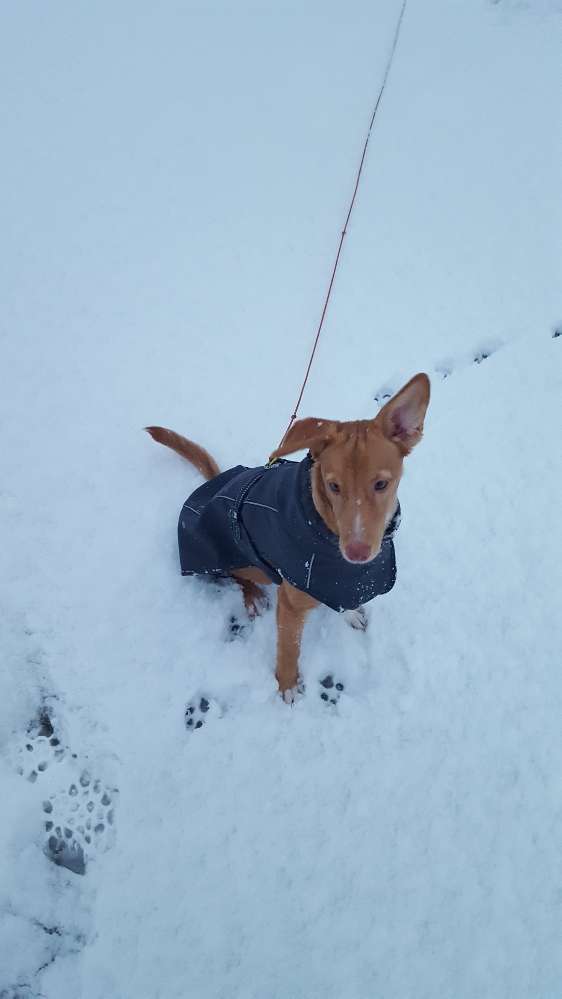Hundetreffen-Gemeinsames Spielen und Lernen-Profilbild