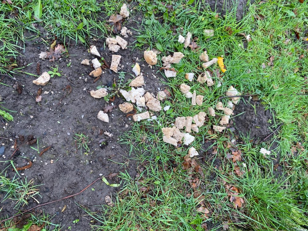 Giftköder-Evtl. Giftköder-Profilbild