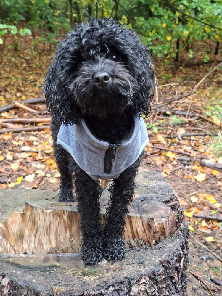 Hundetreffen-Hundefreundschaften zum Spazieren, Trainieren und Spielen gesucht-Profilbild