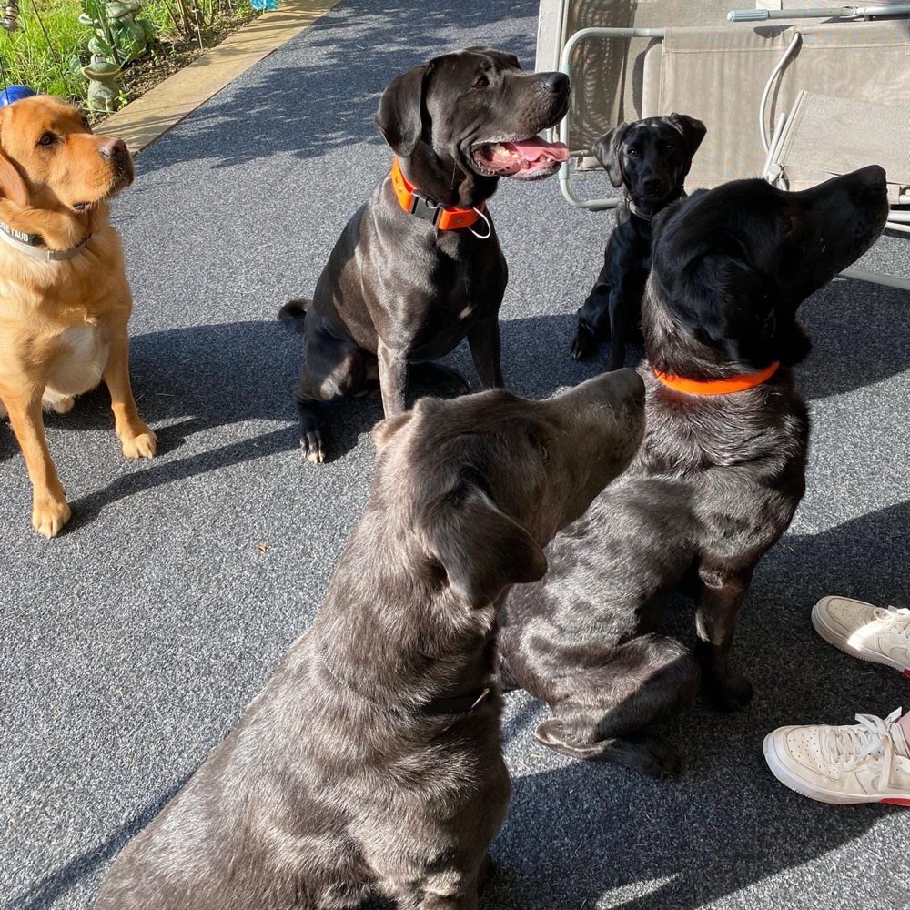 Hundetreffen-Social Walk-Profilbild