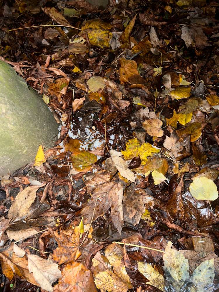 Giftköder-Möglicher Giftköder-Profilbild