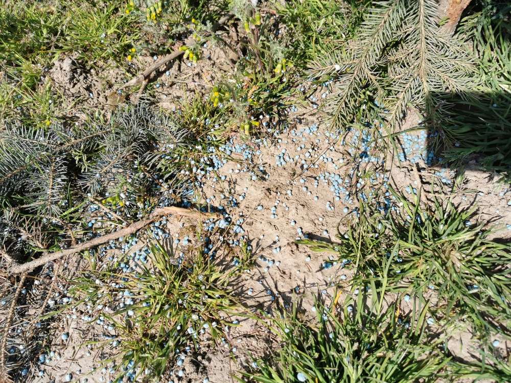 Giftköder-Blaukorn im Feld zur Düngung der Tannen-Profilbild