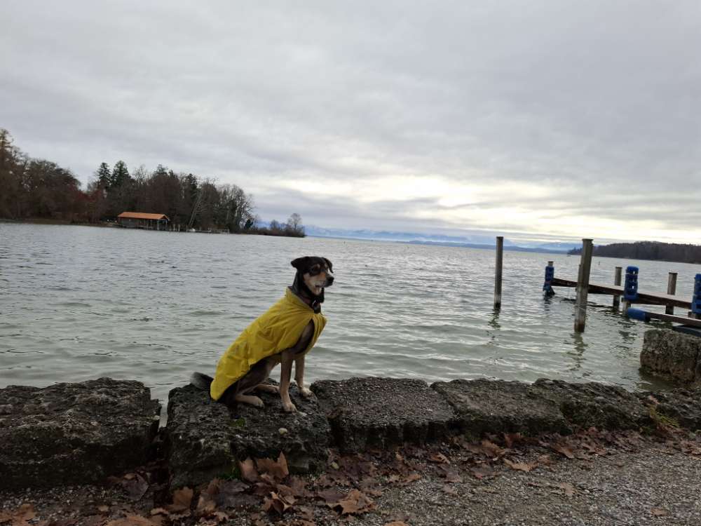 Hundetreffen-Suche Gassi Service 1-2 Vormittage die Woche-Profilbild