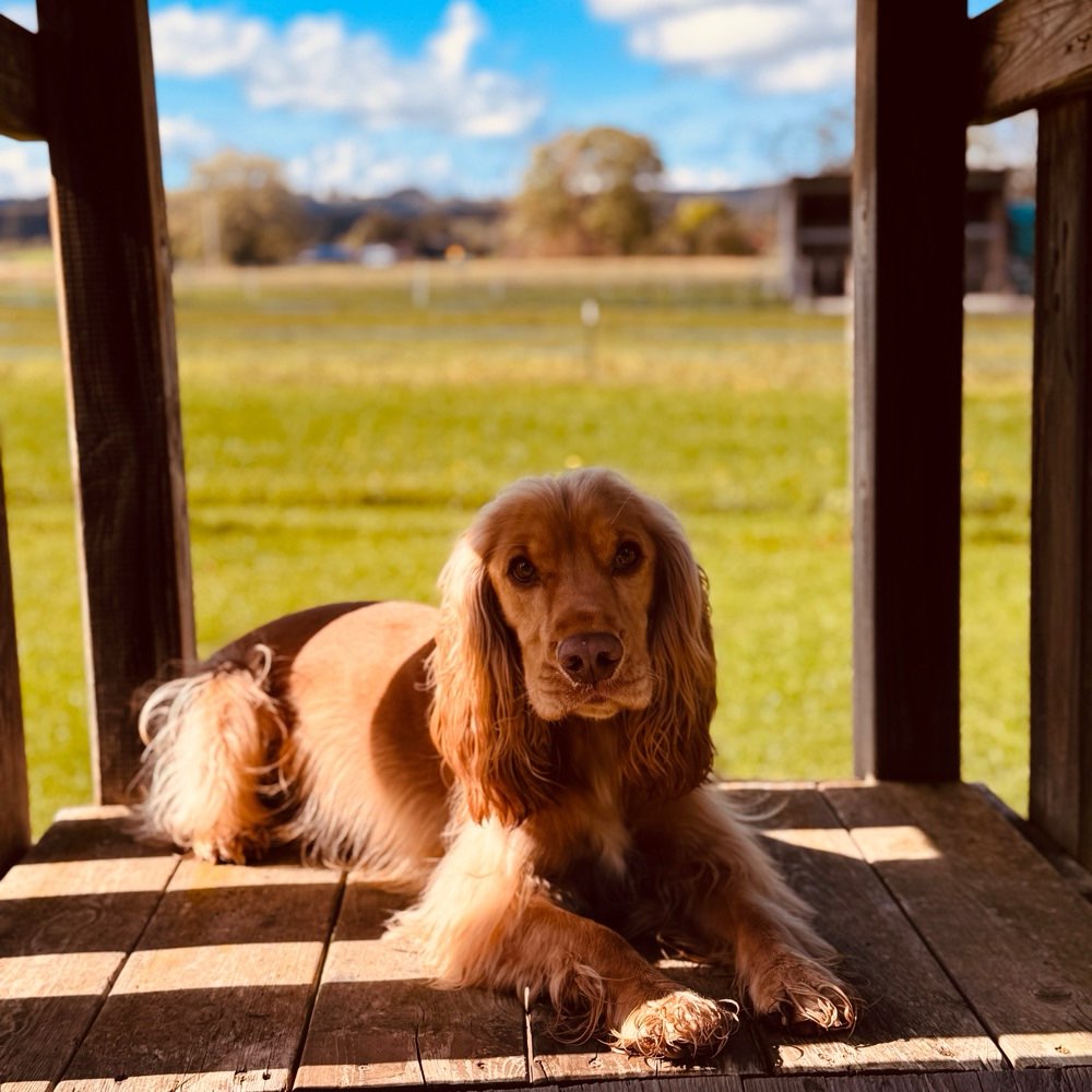 Hundetreffen-Spieltreffen-Profilbild