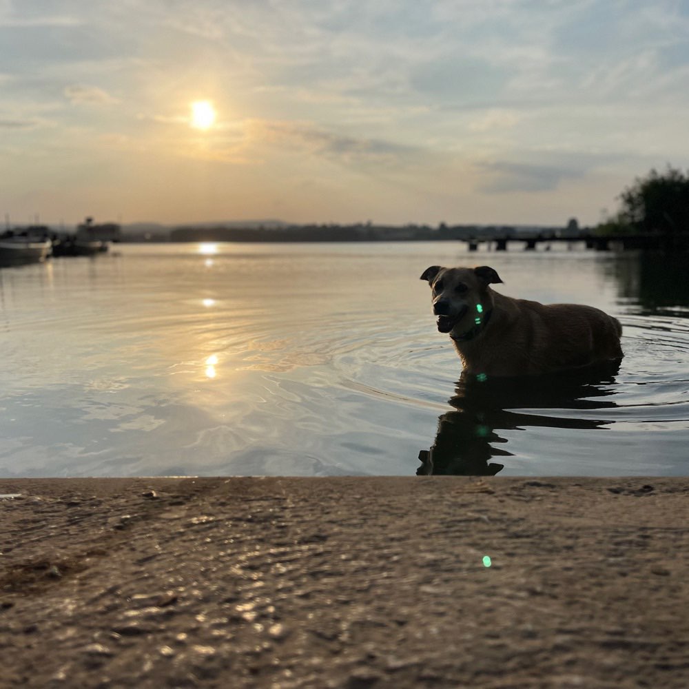 Hundetreffen-Charlie sucht neue Freunde-Profilbild