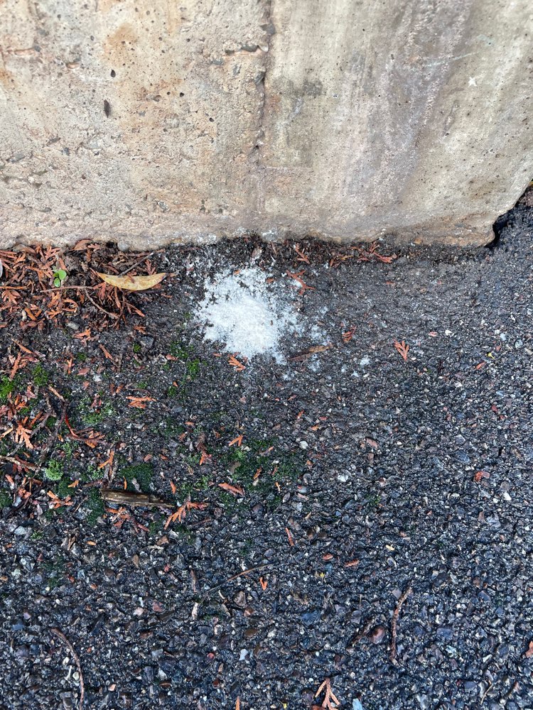 Giftköder-Weißes Pulver in Häufchen am Boden-Profilbild