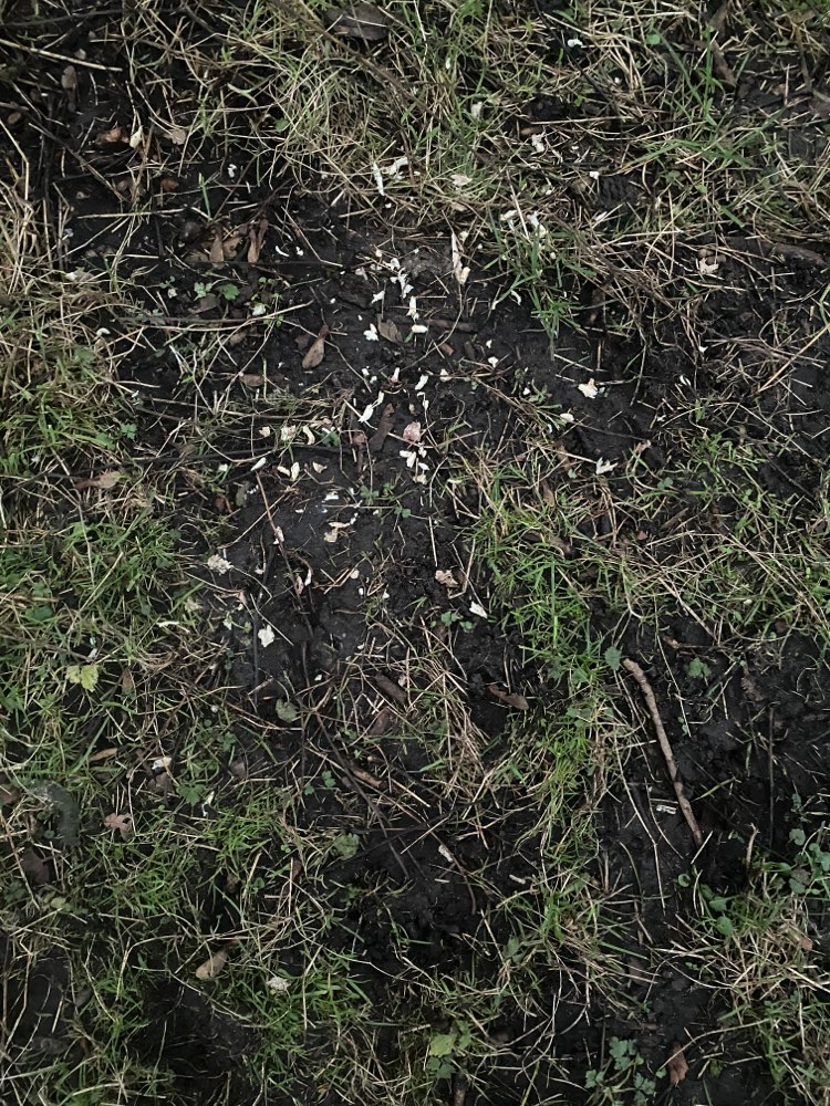 Giftköder-Ausgelegtes Hühnerfleisch-Profilbild