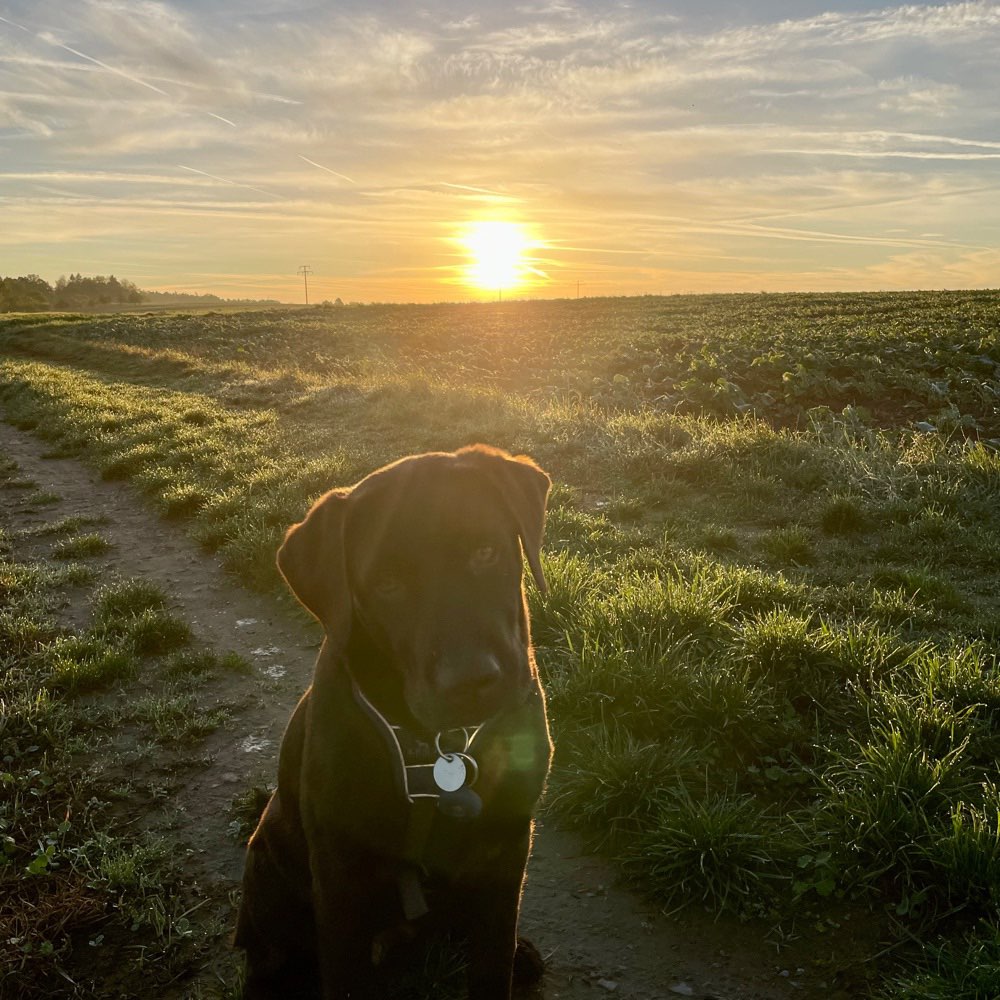 Hundetreffen-Hundebuddy-Profilbild