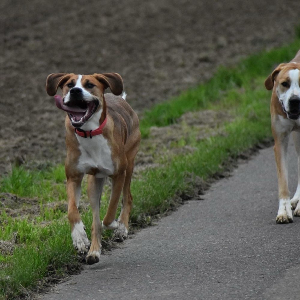 Hundetreffen-Social Walk-Profilbild