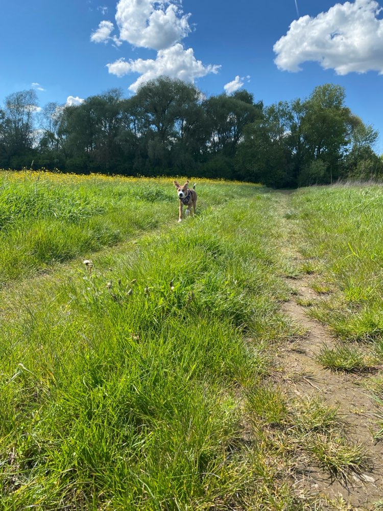 Hundetreffen-Social Walk-Profilbild