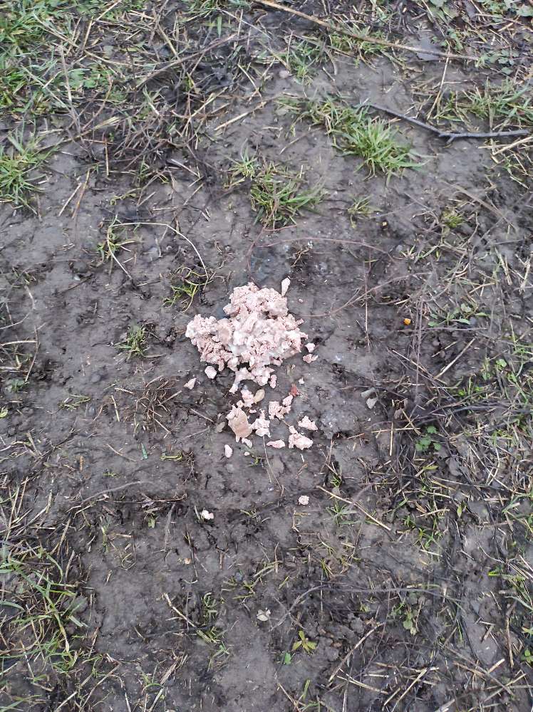 Giftköder-Ausgelegtes Futter-Profilbild