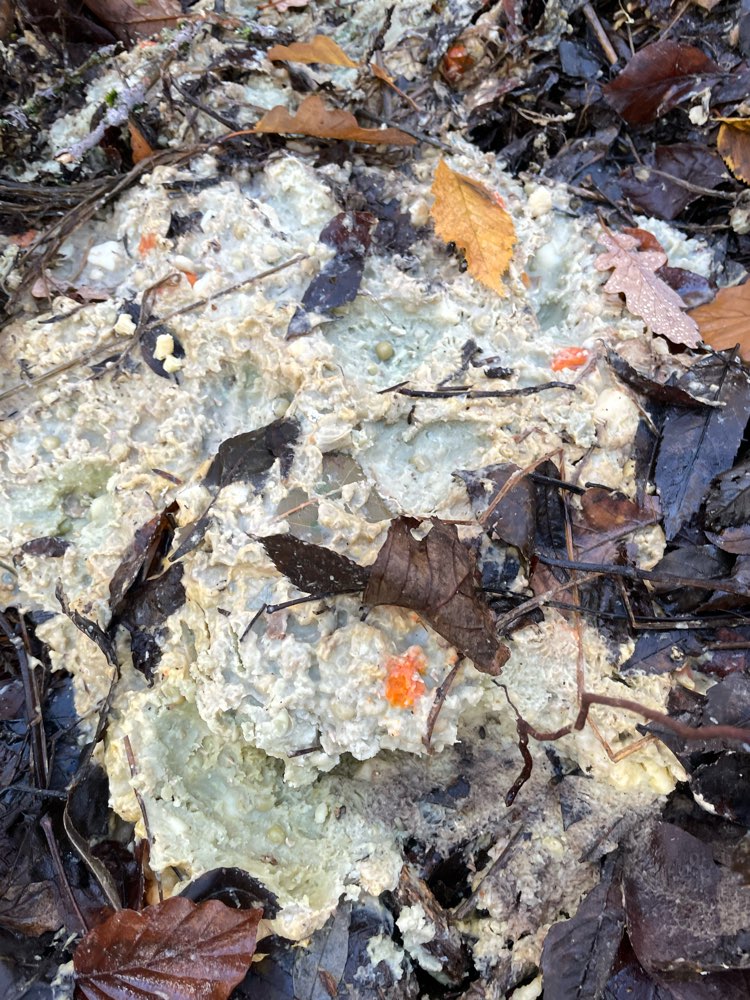 Giftköder-Möglicher Giftköder-Profilbild