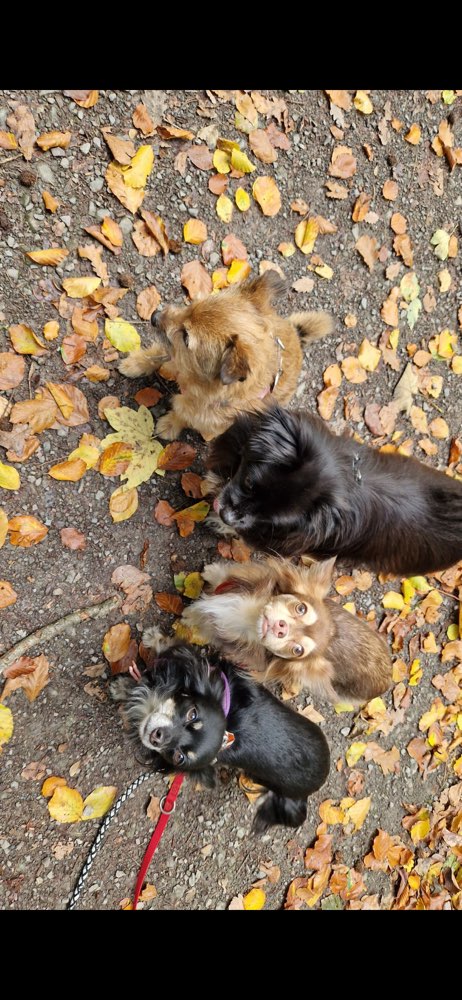 Hundetreffen-Gassirunde-Profilbild