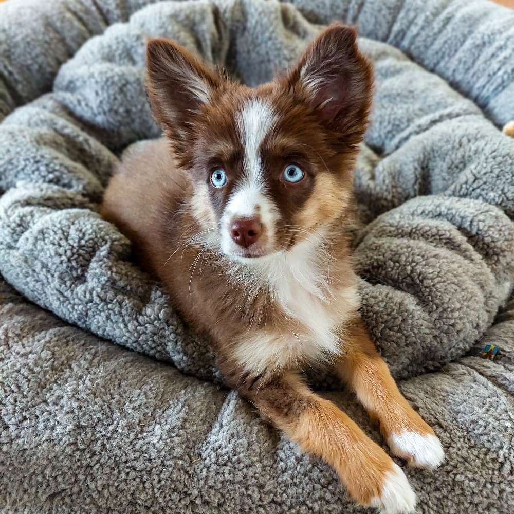 Hundetreffen-Suche Social Walk mit kleineren Hunden-Profilbild