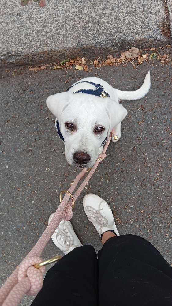 Hundetreffen-Welpen Runde Friedrichshain-Profilbild