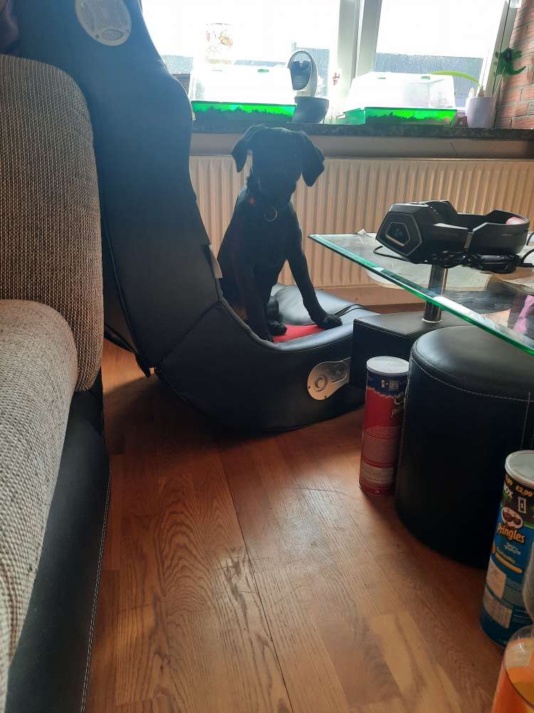 Hundetreffen-Welpenspielrunde-Profilbild