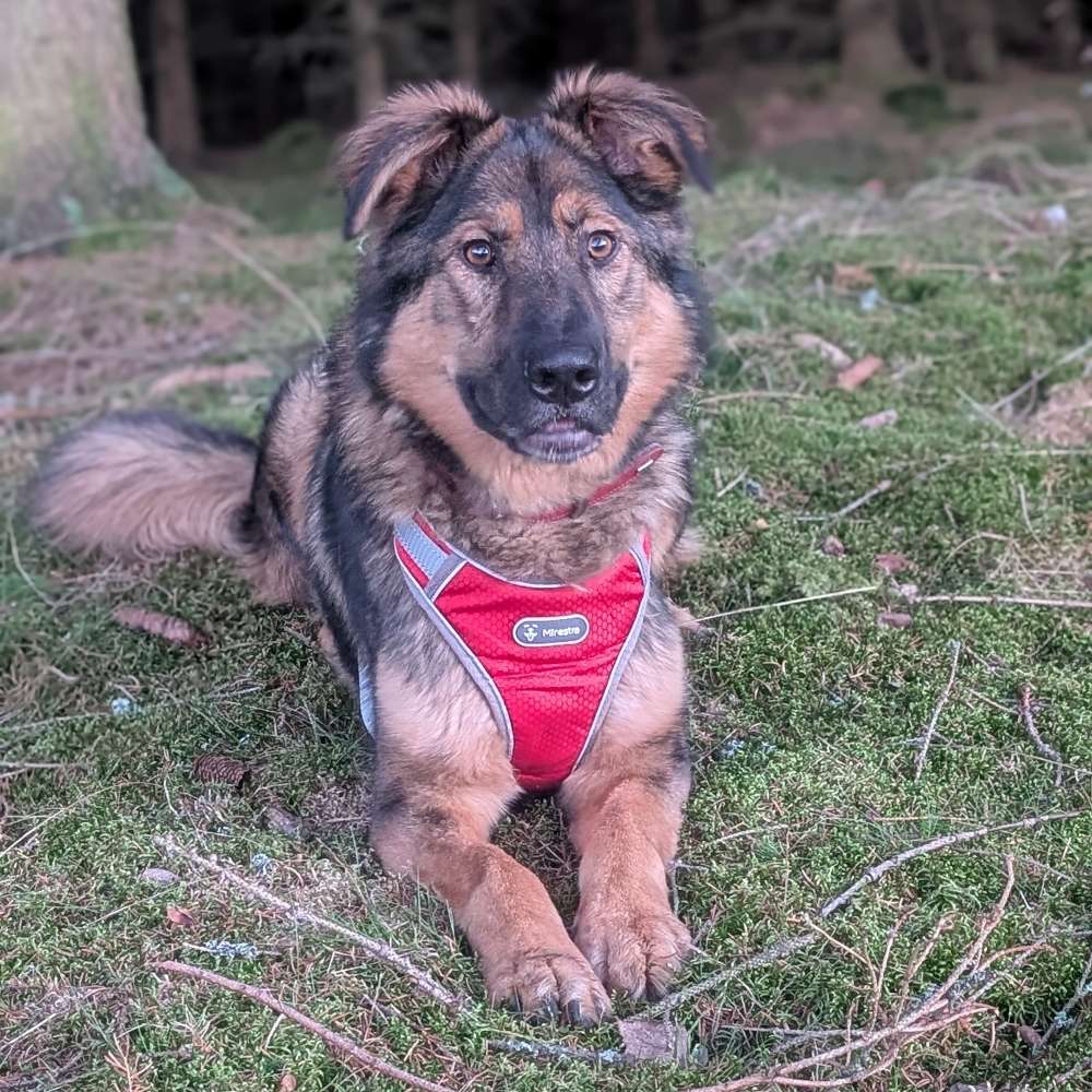 Hundetreffen-Gassi Runde-Profilbild