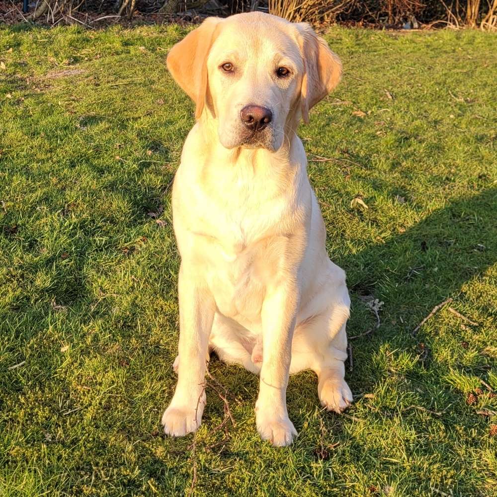 Hundetreffen-Gemeinsam die Welt erkunden-Profilbild