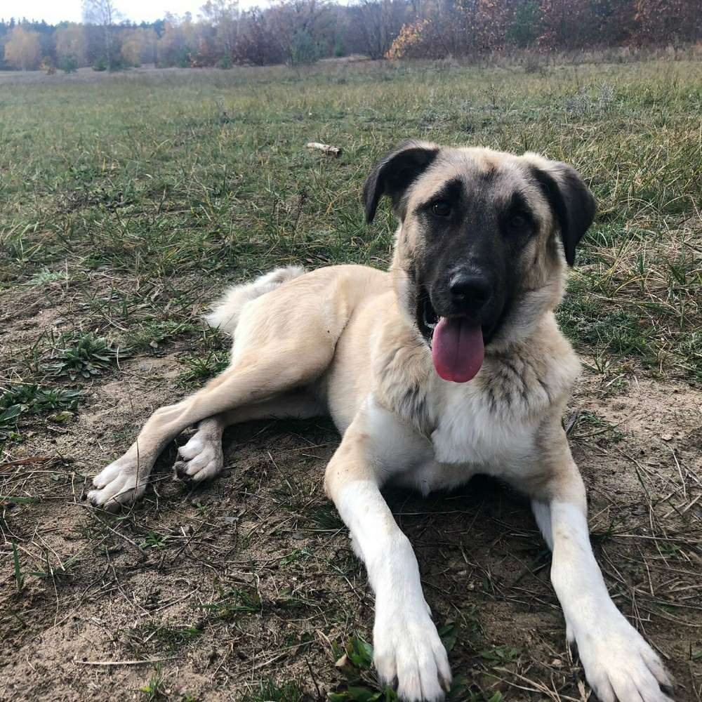 Hundetreffen-Spiel- oder Gassirunde-Profilbild