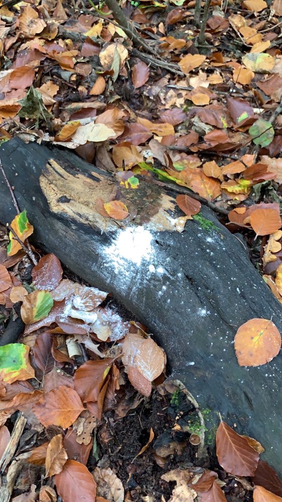 Giftköder-Giftköder im Frankfurter Stadtwald-Profilbild