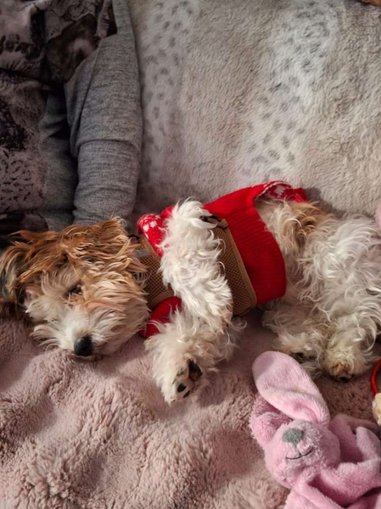 Suchmeldung-Timmy-Profilbild