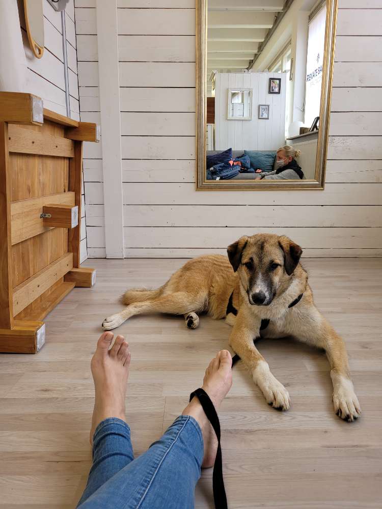 Hundetreffen-Spieletreff in Bissingen (Teck)-Profilbild