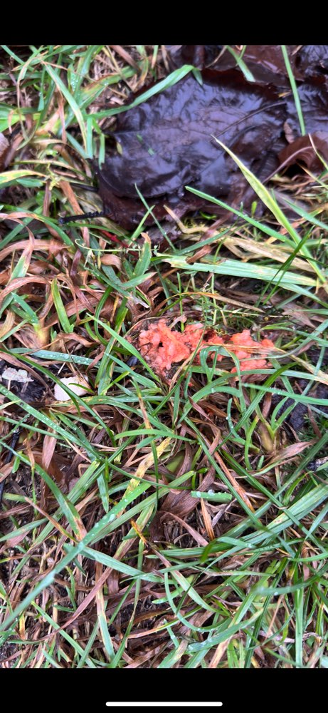 Giftköder-Vermutlicher Giftköder-Profilbild