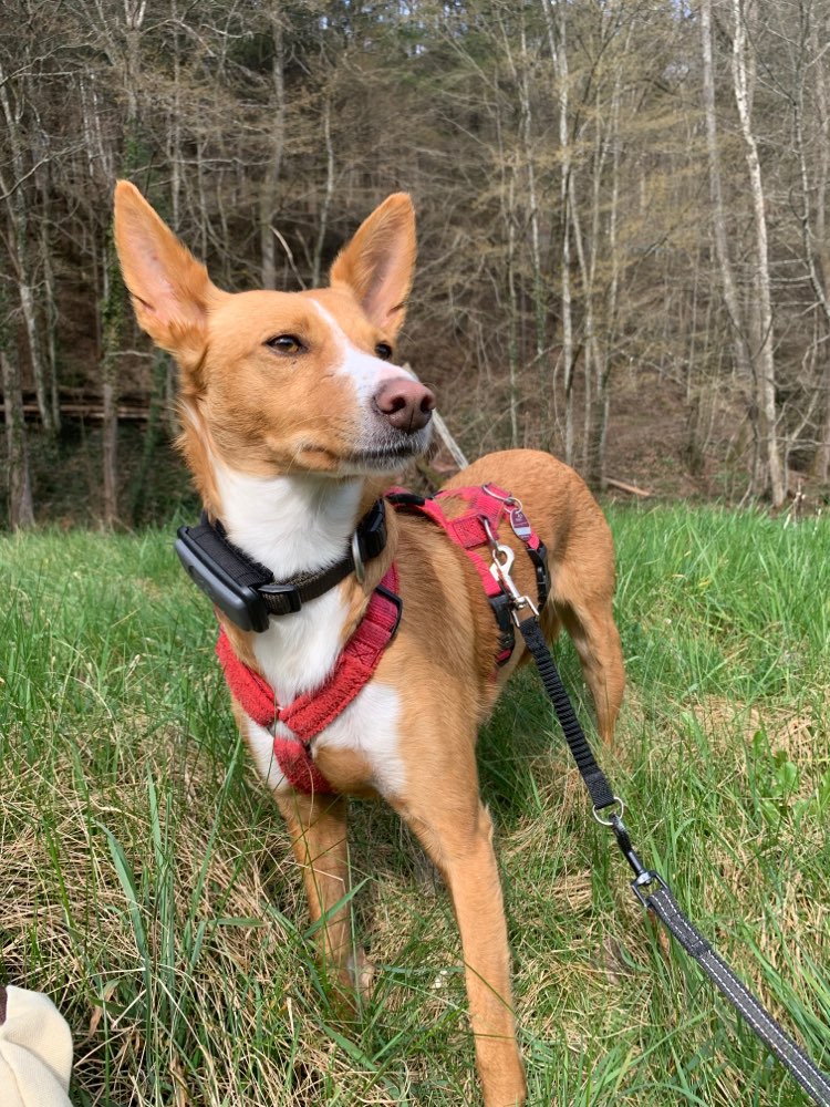 Hundetreffen-Social Walk - Hundebegegnungen tranieren-Profilbild