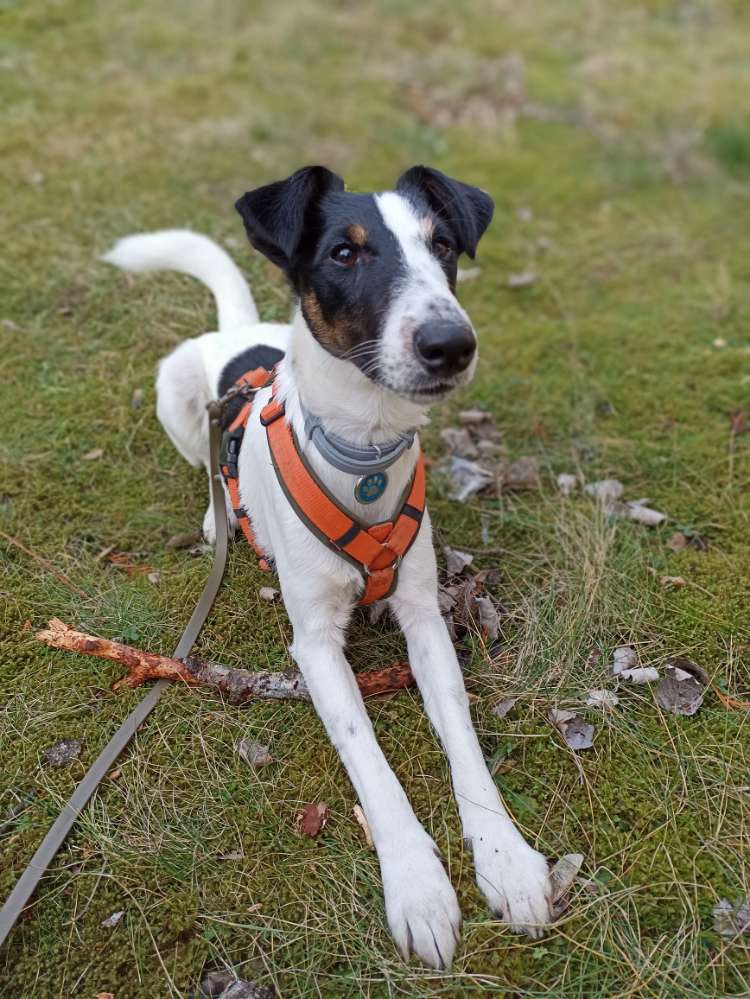 Hundetreffen-Ruhiges Gassigehen ohne Hundkontakt-Profilbild