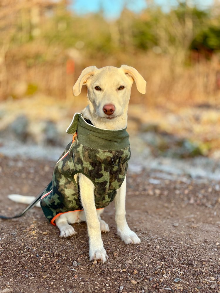 Hundetreffen-gemeinsame Gassirunden mit Welpen Tina-Profilbild