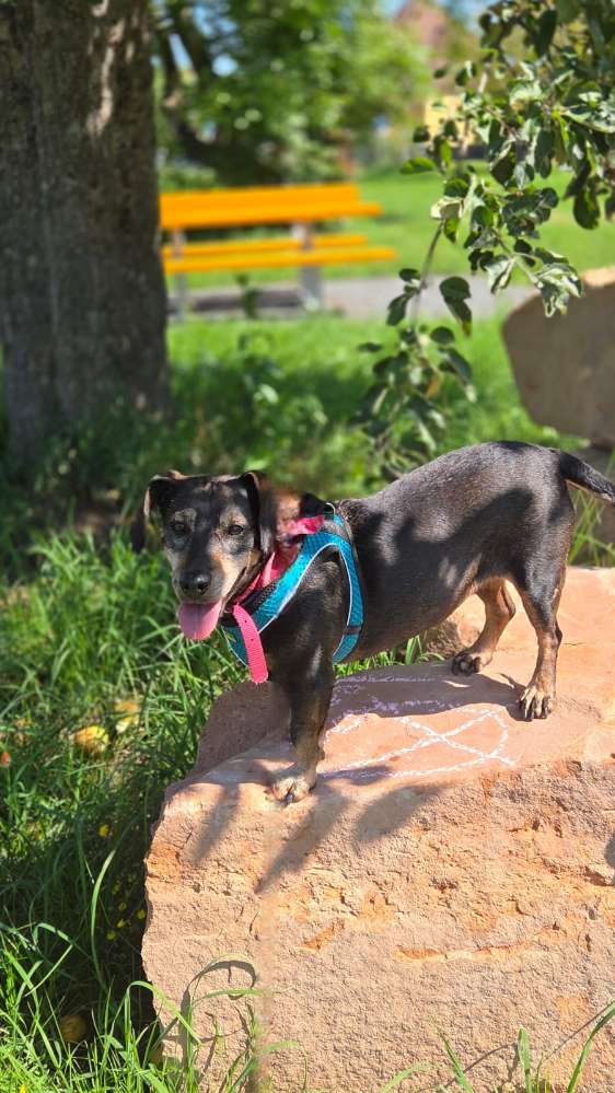 Hundetreffen-Gassi Runden oder Hundeplatz besuche-Profilbild