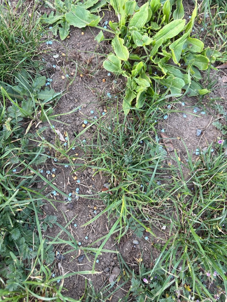 Giftköder-Vermutlich Blaukorn-Profilbild