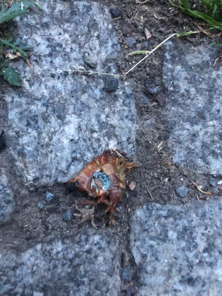 Giftköder-Giftköder?!-Profilbild